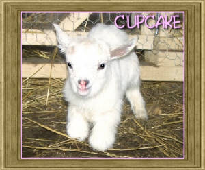 Daisy's Doeling ~ "Cupcake" ~ CLICK TO ENLARGE