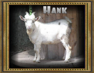Hank ~ Nigerian Dwarf ~ Click to ENLARGE