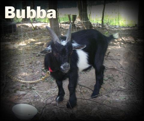 Bubba ~ Pygmy Buck ~ Click to ENLARGE